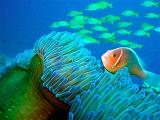 La Grande Barriera Corallina Australiana - 014